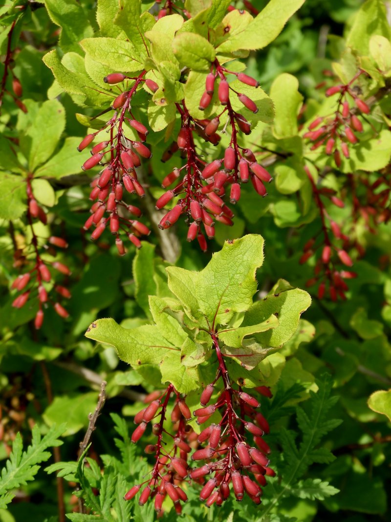 Изображение особи Berberis amurensis.