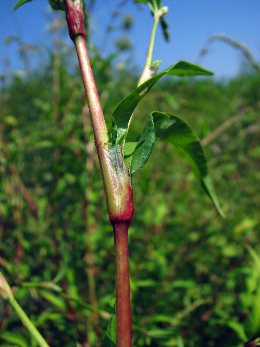 Image of Persicaria hydropiper specimen.