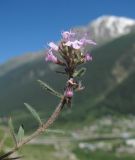 Thymus elisabethae