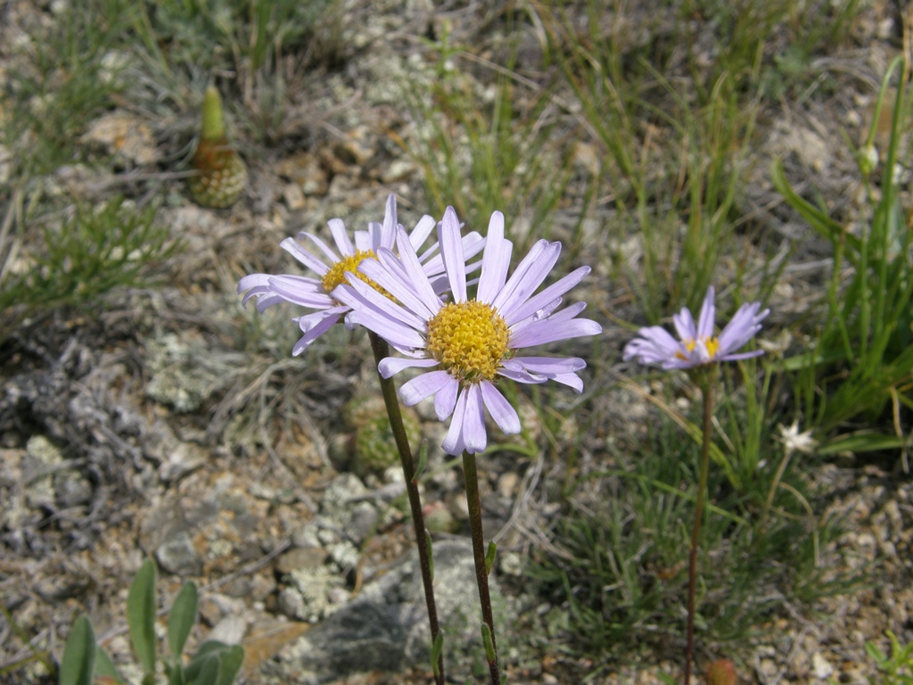 Image of Aster serpentimontanus specimen.