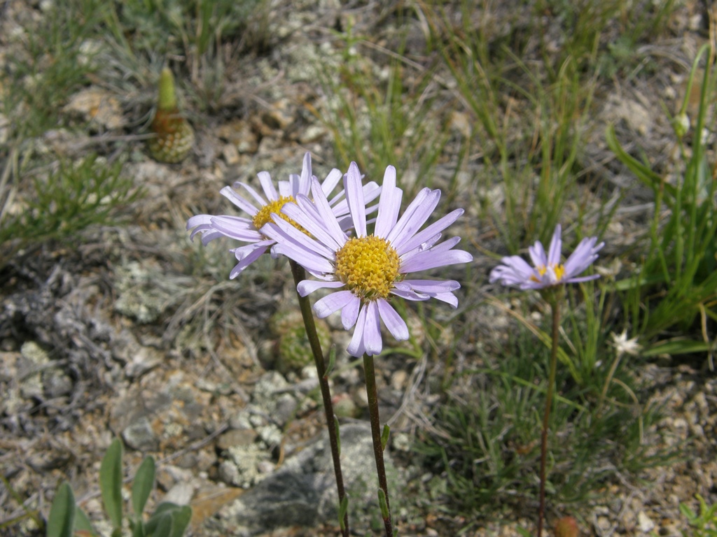 Изображение особи Aster serpentimontanus.