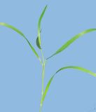 Brachypodium pinnatum