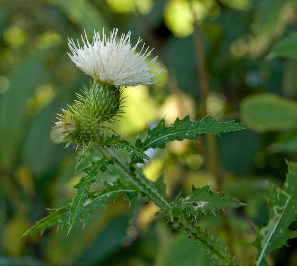 Изображение особи Carduus crispus.