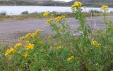Tanacetum vulgare. Верхушки цветущих растений. Кольский п-ов, Восточный Мурман, Дальние Зеленцы, берег оз. Промерное. 16.08.2016.