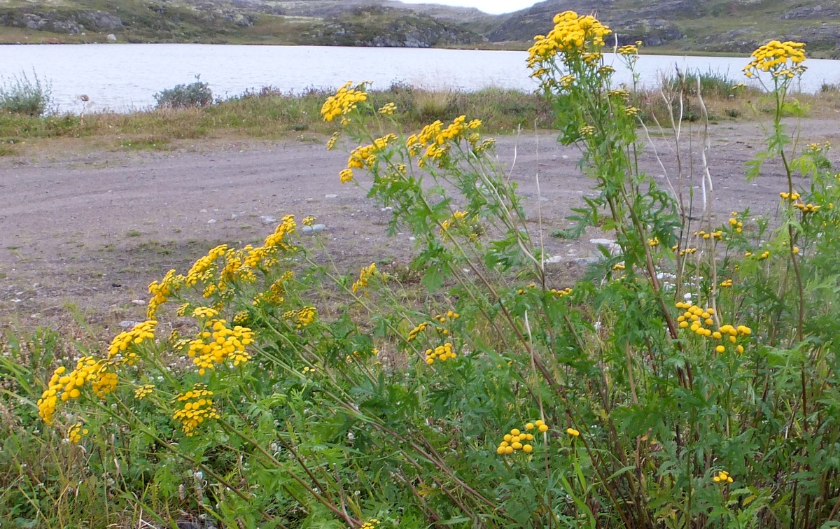 Изображение особи Tanacetum vulgare.