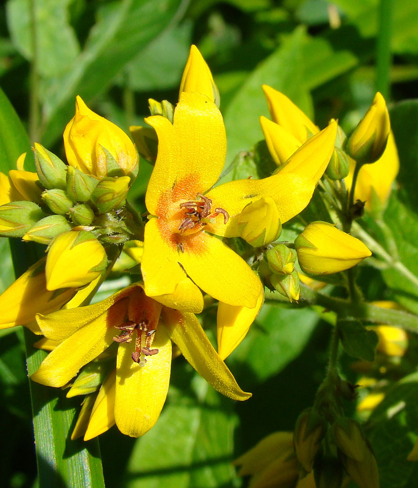 Изображение особи Lysimachia vulgaris.