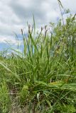 Carex hirta