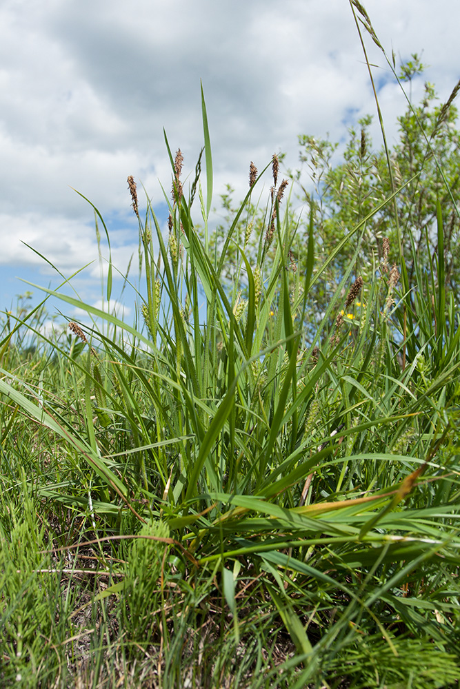 Изображение особи Carex hirta.