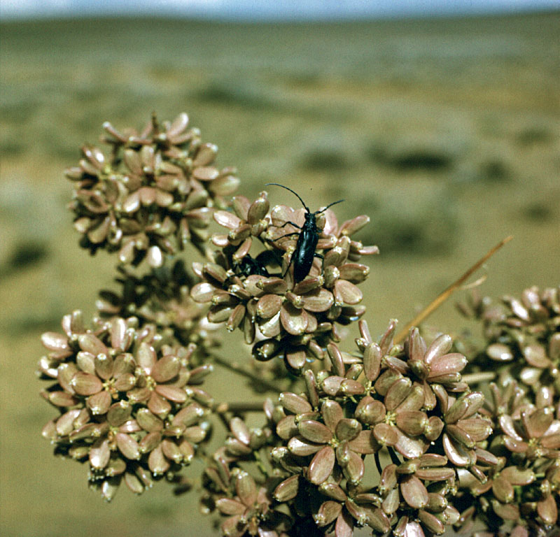 Image of Ferula foetida specimen.