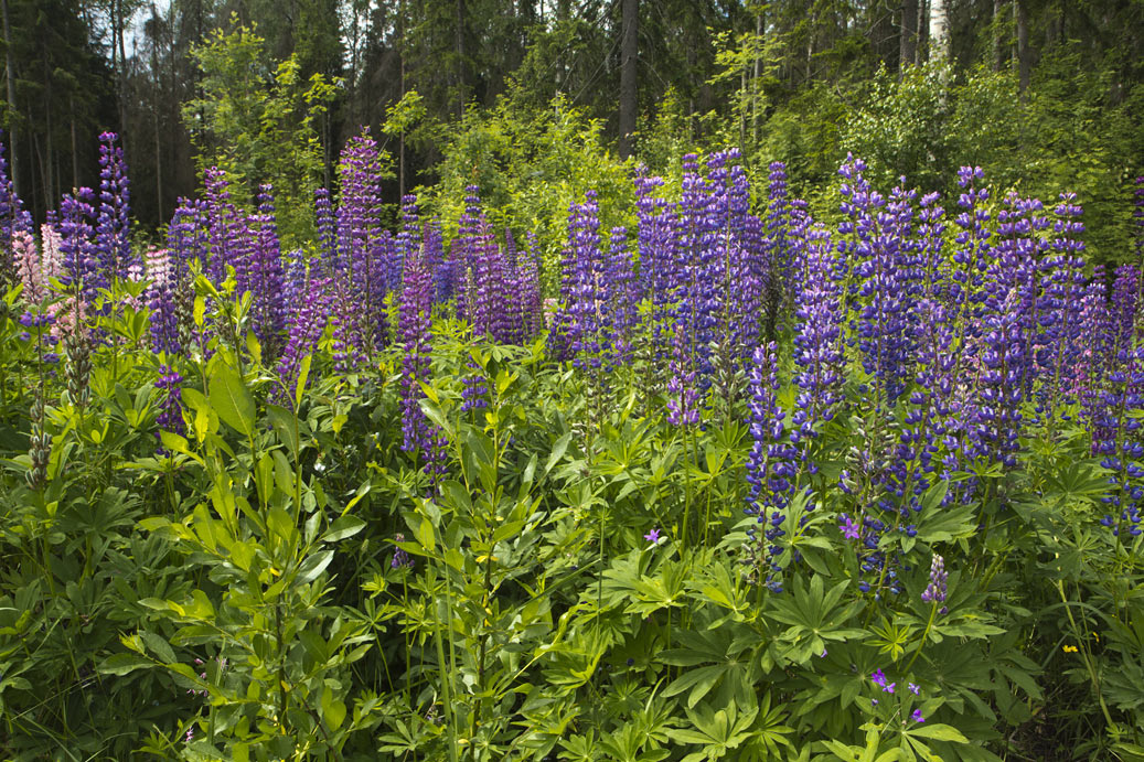 Изображение особи Lupinus &times; regalis.