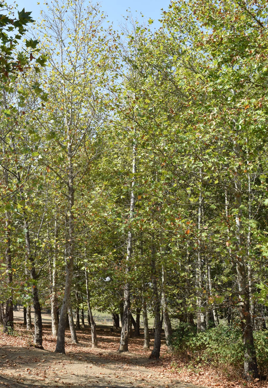 Изображение особи Platanus orientalis.