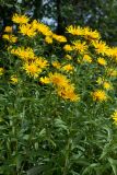 Inula salicina. Верхушки цветущих растений. Ленинградская обл., Гатчинский р-н, окр. пос. Пудость, заброшенный травертиновый карьер, луг у опушки леса. 19.07.2016.