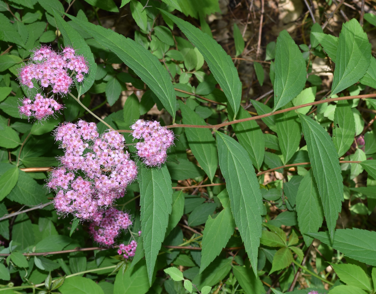 Image of Spiraea japonica specimen.