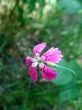 Dianthus deltoides. Цветок. Литва, лeвый берег Немана на границе с Белоруссией, лес Бугеда. 26.06.2016.