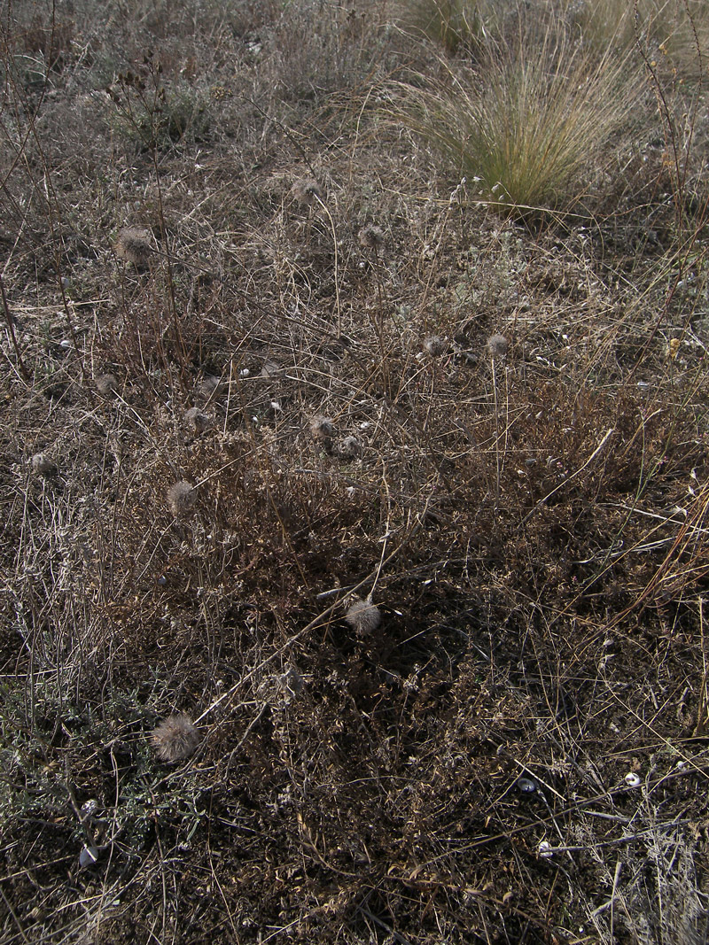 Image of Trifolium diffusum specimen.