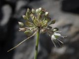 Allium marschallianum. Верхушка побега с соцветием. Южный берег Крыма, окр. пос. Малый Маяк, Кучук-Ламбатский хаос, каменистый склон выше дороги. 14.08.2016.