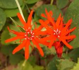 Lychnis chalcedonica. Цветки. Амурская обл., Бурейский р-н, правый берег р. Бурея, окр. с. Малиновка. 17.07.2016.