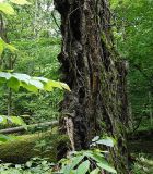 Picea abies. Корневая система упавшего дерева (вид сбоку). Польша, Беловежа, Беловежская пуща. 23.06.2009.