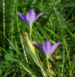 Campanula altaica. Верхушка цветущего и плодоносящего растения (вид сбоку). Восточный Казахстан, Кокпектинский р-н, 25 км в горы от с. Пантелеймоновка, ≈ 1000 м н.у.м., луг. 12.06.2016.