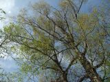 Chosenia arbutifolia. Кроны цветущих взрослых деревьев. Магаданская обл., окр. Магадана, пос. Снежная Долина, в долине Дукчи, тополево-чозениевый лес. 14.06.2014.
