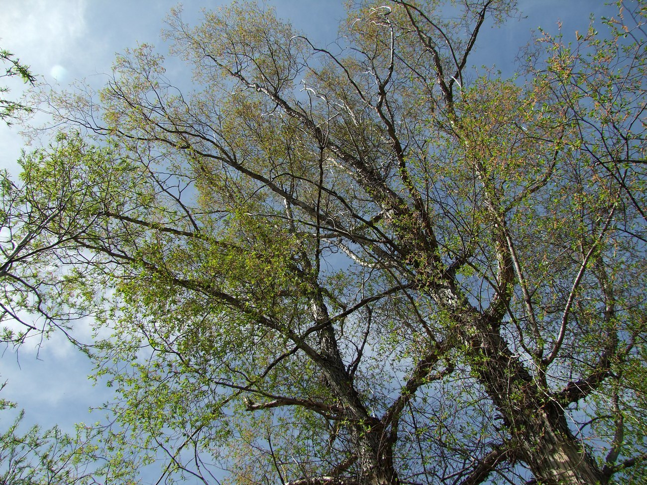 Изображение особи Chosenia arbutifolia.