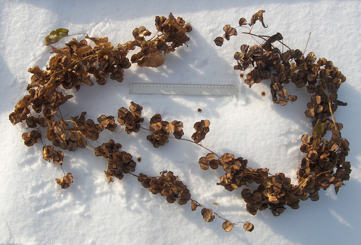 Image of Dioscorea caucasica specimen.