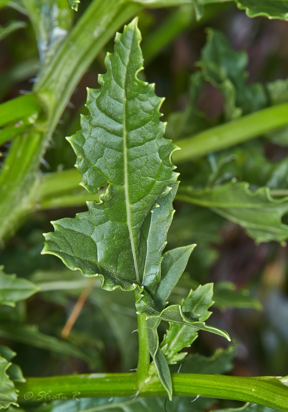 Image of Rapistrum perenne specimen.