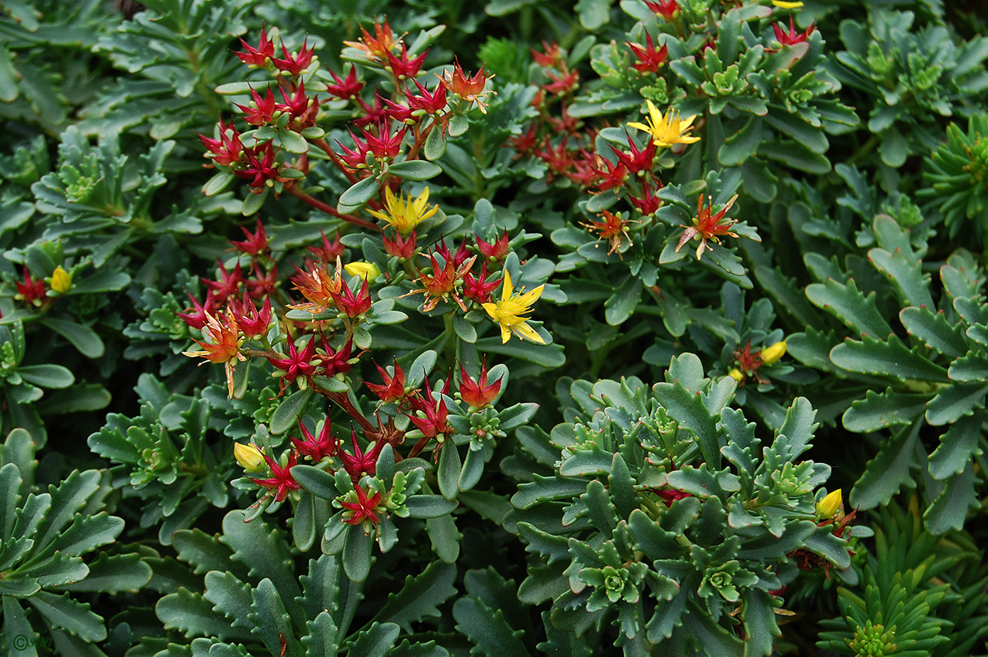 Image of genus Sedum specimen.