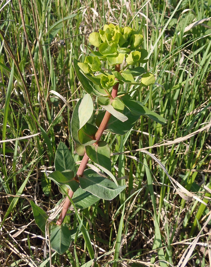 Изображение особи Euphorbia agraria.