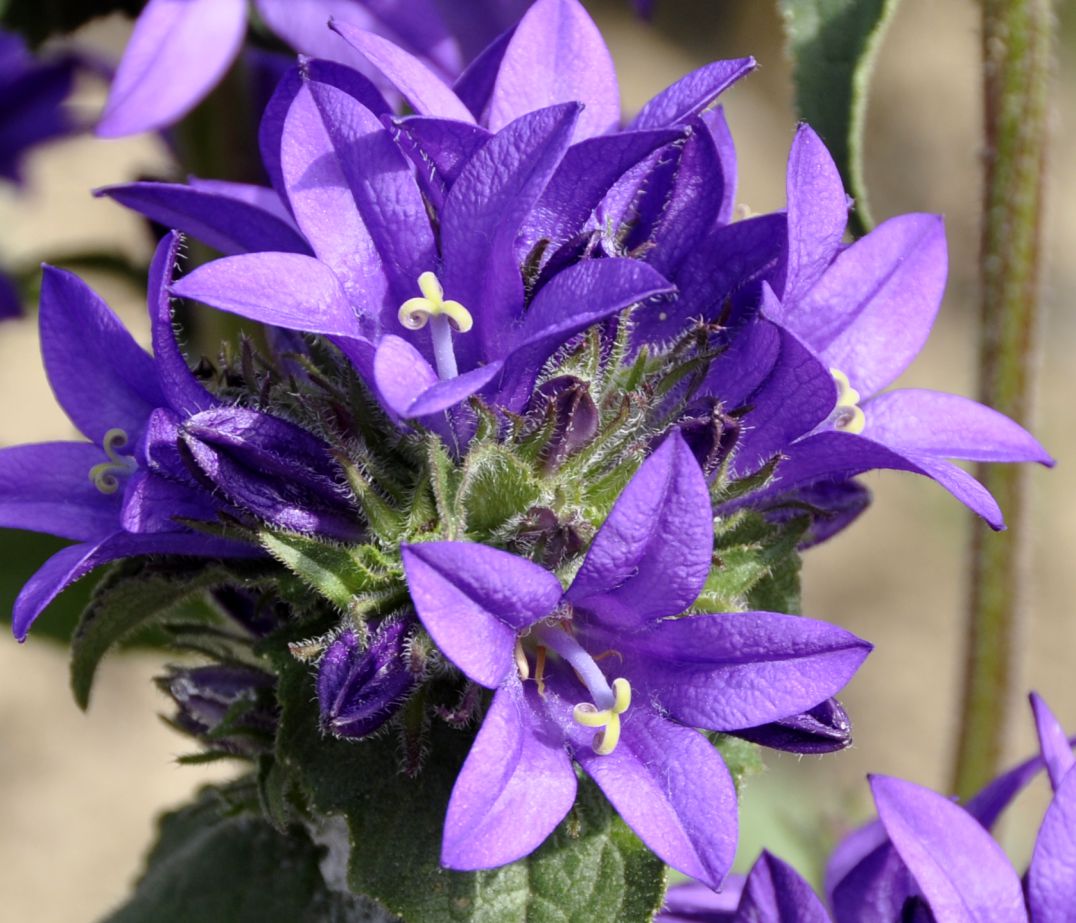 Изображение особи род Campanula.