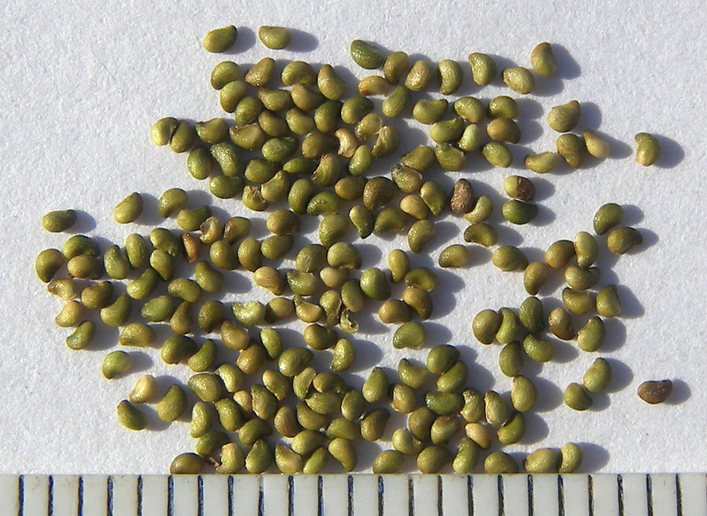 Image of Potentilla elatior specimen.