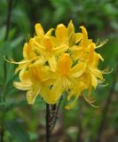 Rhododendron luteum. Цветки. Карачаево-Черкесия, окр. пос. Архыз, хребет Абишира-Ахуба, смешанный лес (выс. около 1700 м н.у.м.). 15.06.2015.