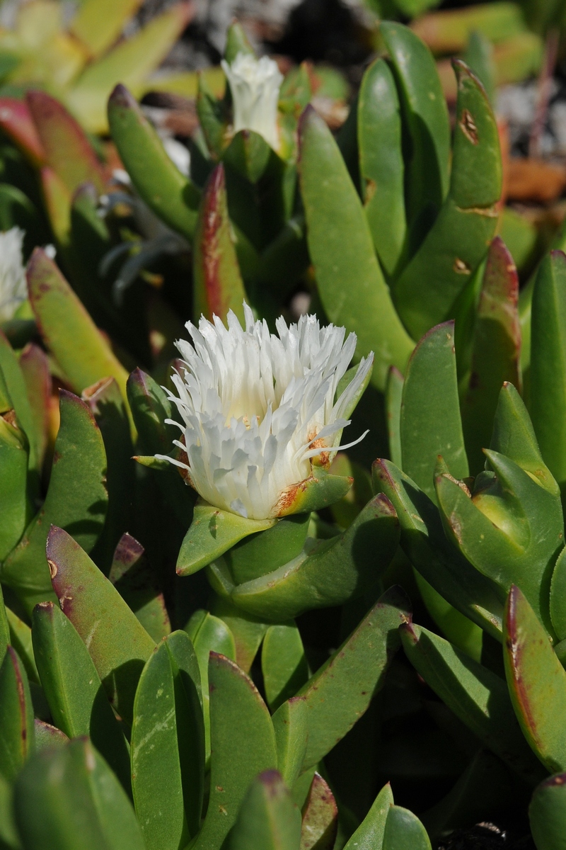 Image of Carpobrotus edulis specimen.