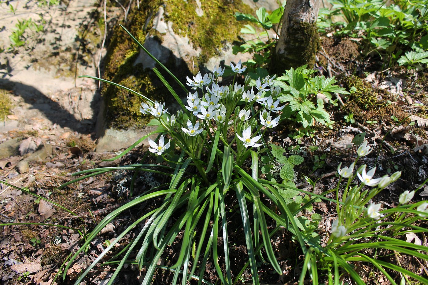 Image of Ornithogalum woronowii specimen.