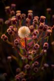 род Erigeron