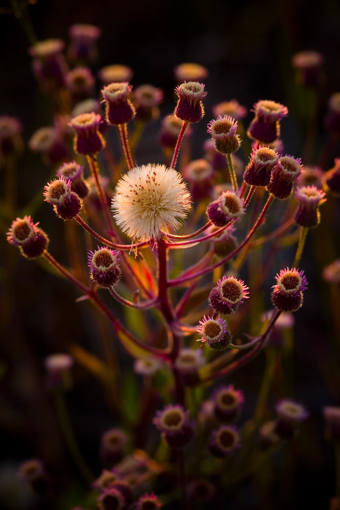 Изображение особи род Erigeron.