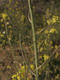 Sisymbrium orientale