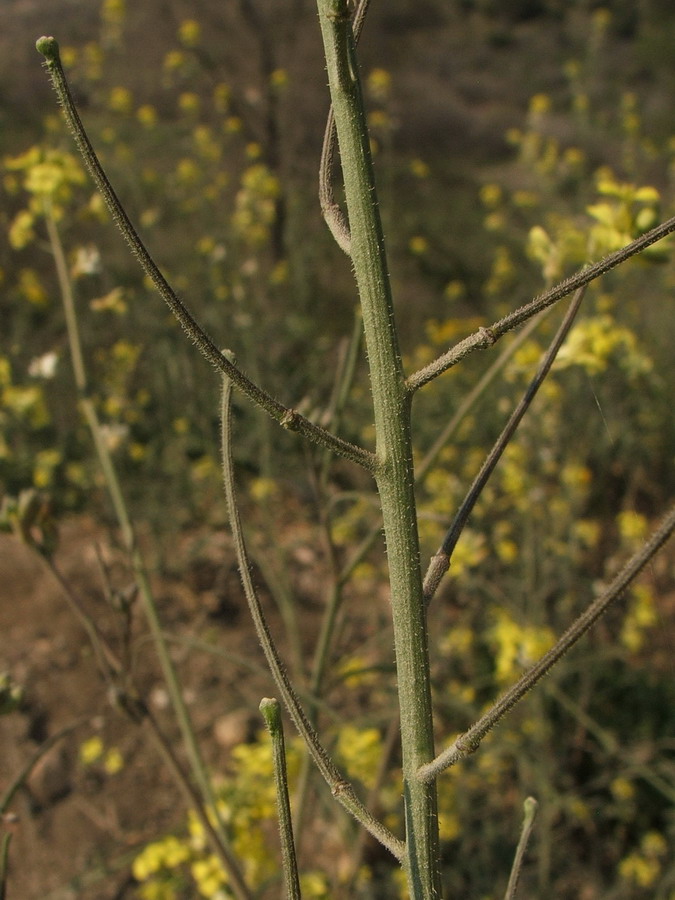 Image of Sisymbrium orientale specimen.