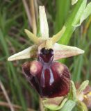 Ophrys mammosa. Цветок. Крым, Ленинский р-н, окр. г. Щелкино, луг-пастбище на умеренно засоленных песках. 7 мая 2017 г.