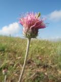 Jurinea multiloba ssp. aulieatensis