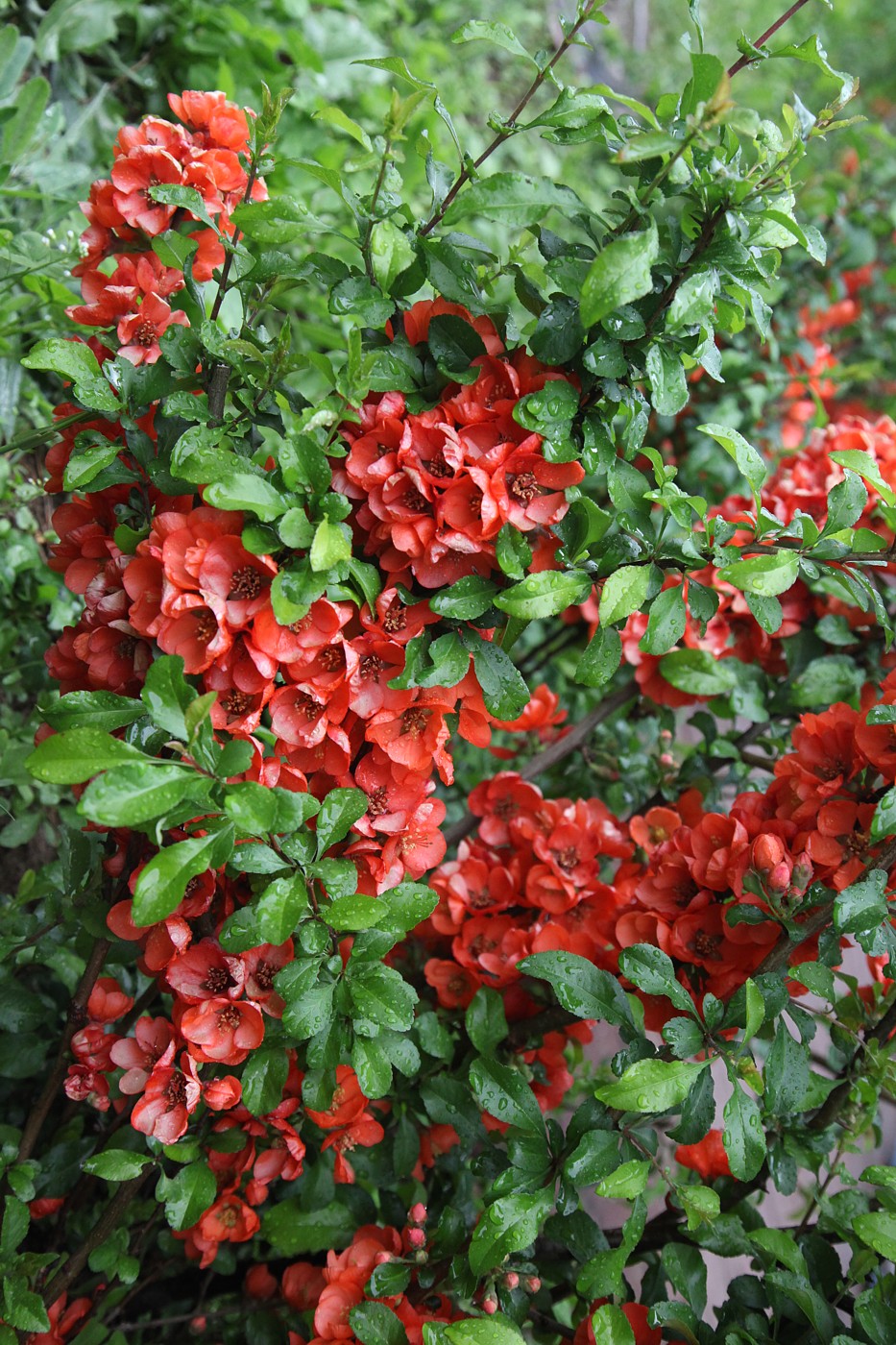 Image of Chaenomeles japonica specimen.