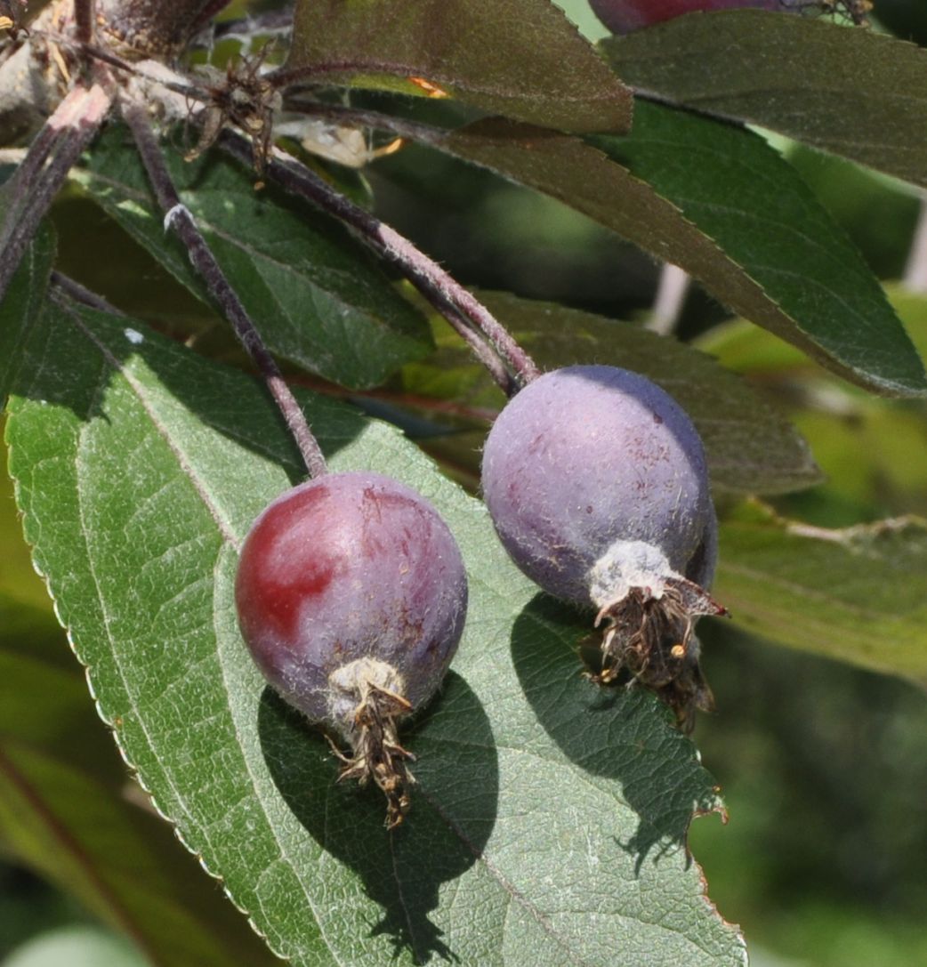 Изображение особи род Malus.