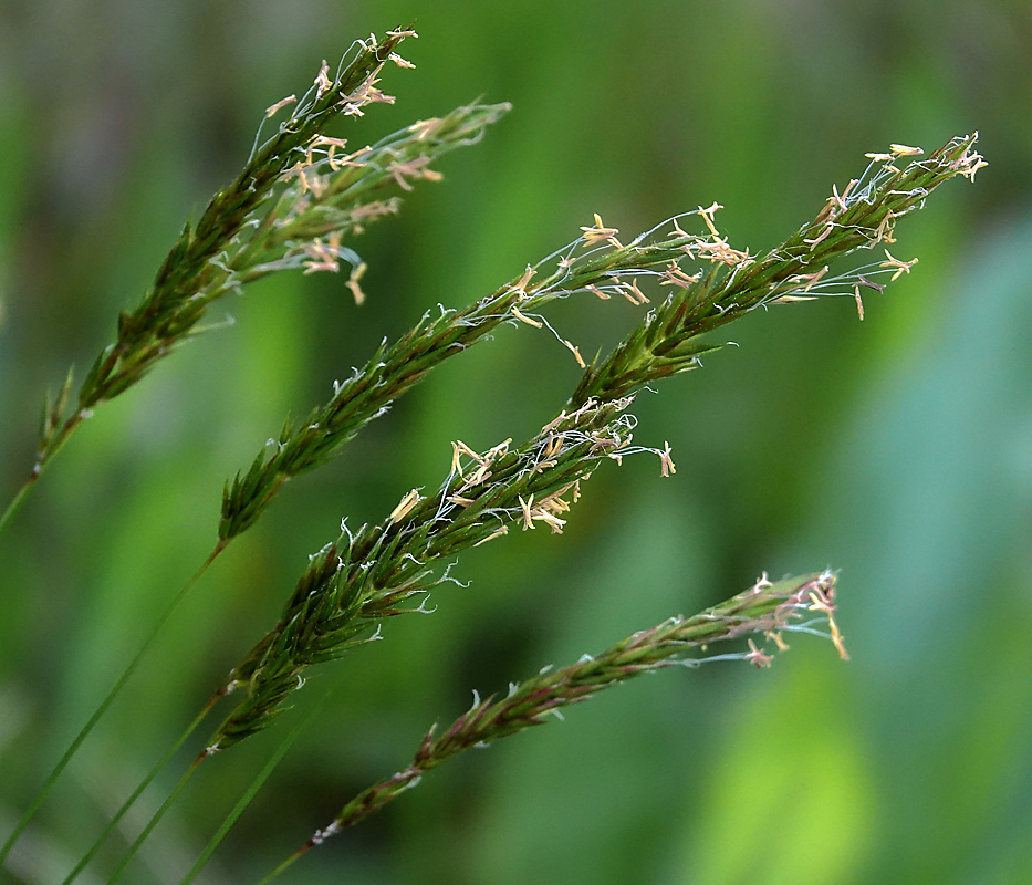 Изображение особи Anthoxanthum odoratum.