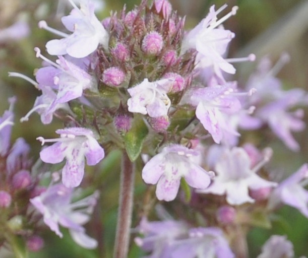 Изображение особи род Thymus.