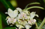 Gomphocarpus physocarpus
