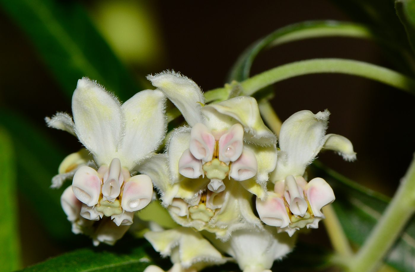 Image of Gomphocarpus physocarpus specimen.