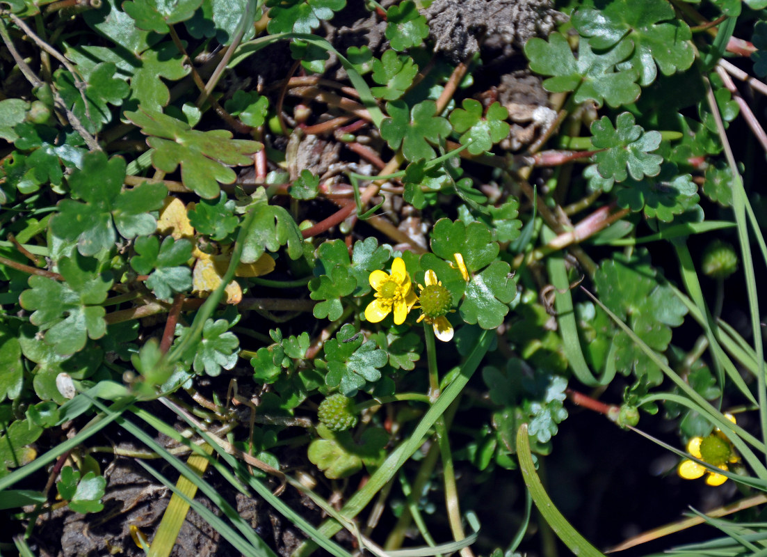 Изображение особи Ranunculus radicans.