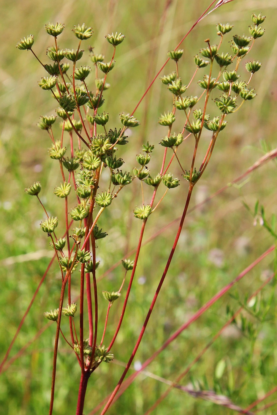 Изображение особи Filipendula vulgaris.