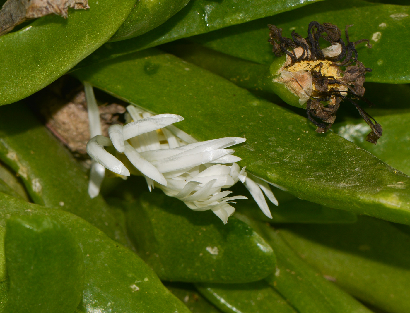 Изображение особи Glottiphyllum linguiforme.