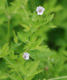 Geranium sibiricum. Верхушка цветущего растения. Московская обл., окр. г. Железнодорожный. 06.08.2009.